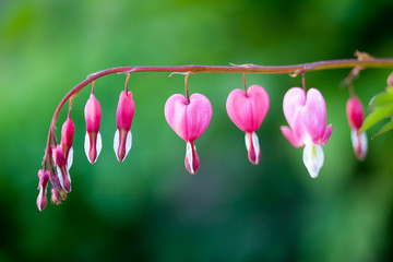 Bleeding heart