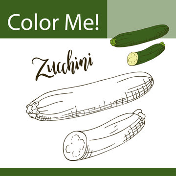 Education coloring page with vegetable. Hand drawn vector illustration of zucchini.
