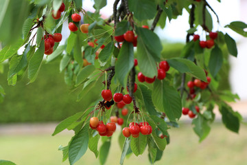 Cherry / Cherry tree in the sunny garden