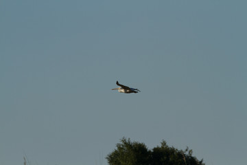 wildlife in the moremi game reserve in botswana