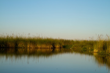 Fototapeta na wymiar nature of the okavango delta in botswana