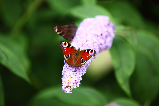 Motyle Bilder Durchsuchen 1,284 Archivfotos, und