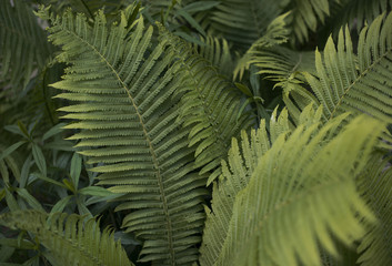 Fern