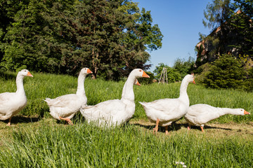 White geese