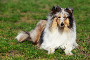 Obraz na płótnie Canvas dog breed Sheltie