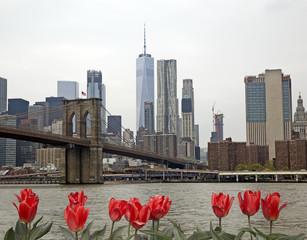 Fototapeta premium Most Brookliński i rzeka Hudson z czerwonymi tulipanami z przodu