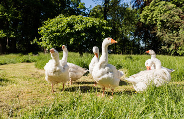 White geese
