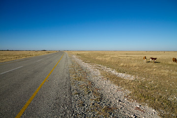 Fototapeta na wymiar kalahari desert in botswana, africa
