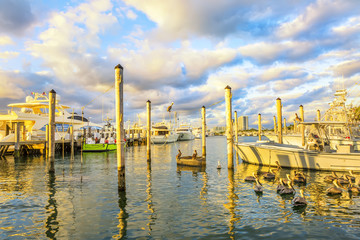 Obraz premium Boats at the pier of the bay at sunset. Many pelican birds in the water. Lovely soft light USA. Florida. 