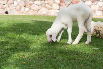 Obraz premium Sheep eating grass