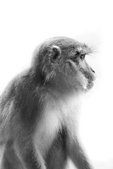 Macaque Borneo