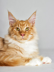 Portrait of a cat looking, a Maine Coon breed on a gray background