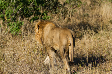 male lion in the moremi game reserver in botswana