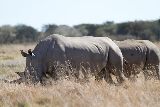 White Rhinos In The Rhino Sanctuary In Botswana