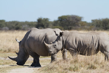 white rhinos in the rhino sanctuary in botswana