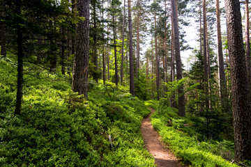 Waldweg in den Vogesen