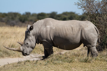 Fototapeta premium white rhinos in the rhino sanctuary in botswana