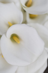 Fototapeta na wymiar White calla flowers in spring, Colorful photo of white calla flowers with green background, Selective focus with very shallow depth of field