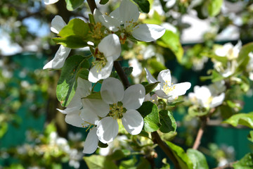 
Blooming apple tree