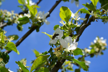 Bee in the flowers of apple
