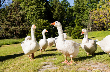 White geese