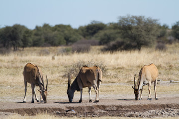Fototapeta na wymiar antelope in the african bush