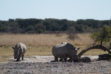 white rhinos in the rhino sanctuary in botswana