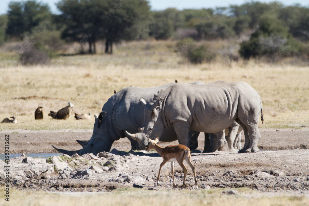 Poster rhinos in the rhino sanctuary in botswana