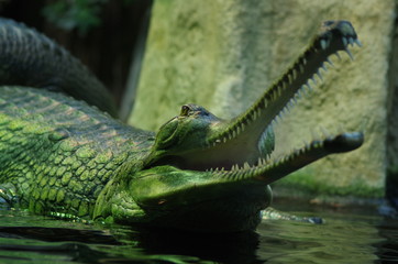 Caiman