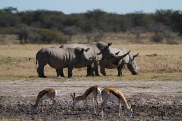 Naklejka na ściany i meble rhinos in the rhino sanctuary in botswana
