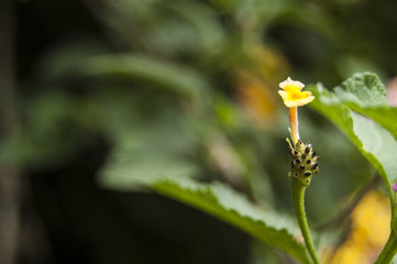 Wallpaper macro yellow smal flower right position