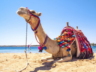 Camel on the beach