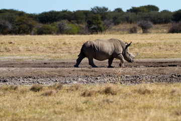 Naklejka premium rhinos in the rhino sanctuary in botswana
