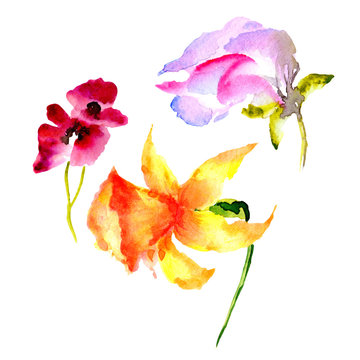 Wildflower flower in a watercolor style isolated.