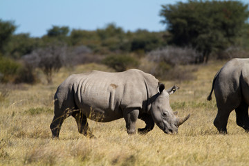 Obraz premium rhinos in the rhino sanctuary in botswana