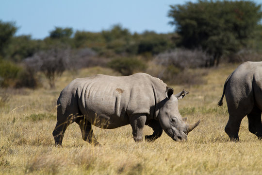 rhinos in the rhino sanctuary in botswana