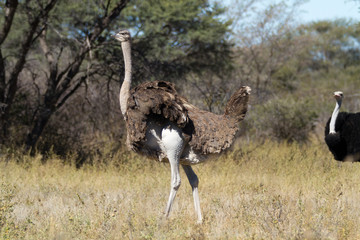 ostrich in the savannah of botswana