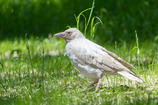 Albino Crow In The Park