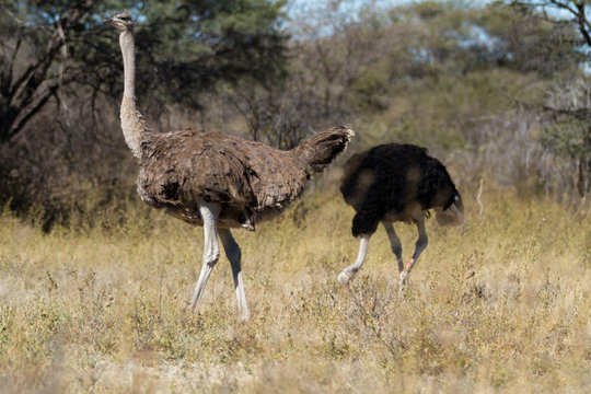 ostrich in the savannah of botswana