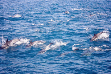 Naklejka premium Dolphins in the ocean