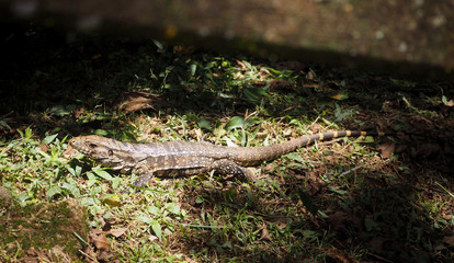 Lézard en forêt tropicale