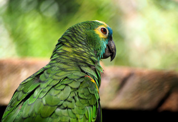 Perroquet de la forêt amazonienne