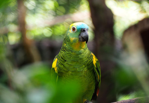 Fototapeta Perroquet de la forêt amazonienne