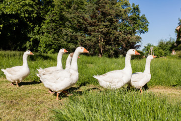 White geese