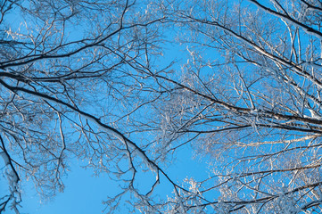  winter forest
