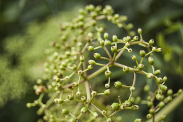 Wallpaper macro green buds flowers blur background