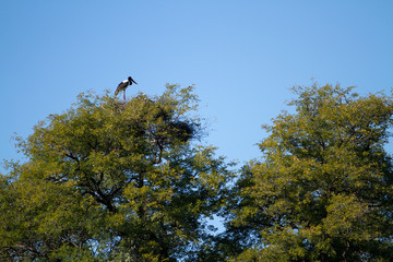 wildlife in the moremi game reserve in botswana