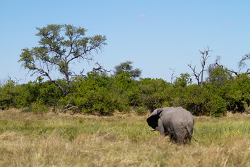 Fototapeta premium wildlife in the moremi game reserve in botswana