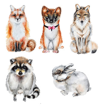 Watercolor fur wild animals