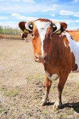 Naklejka na ściany i meble Cow on a farm.